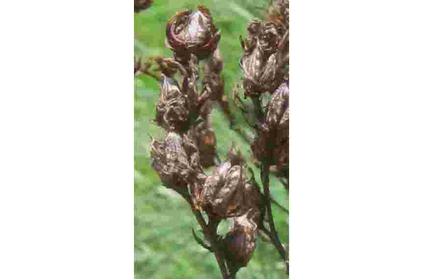 Annexe Hypericum perforatum fruit.jpg