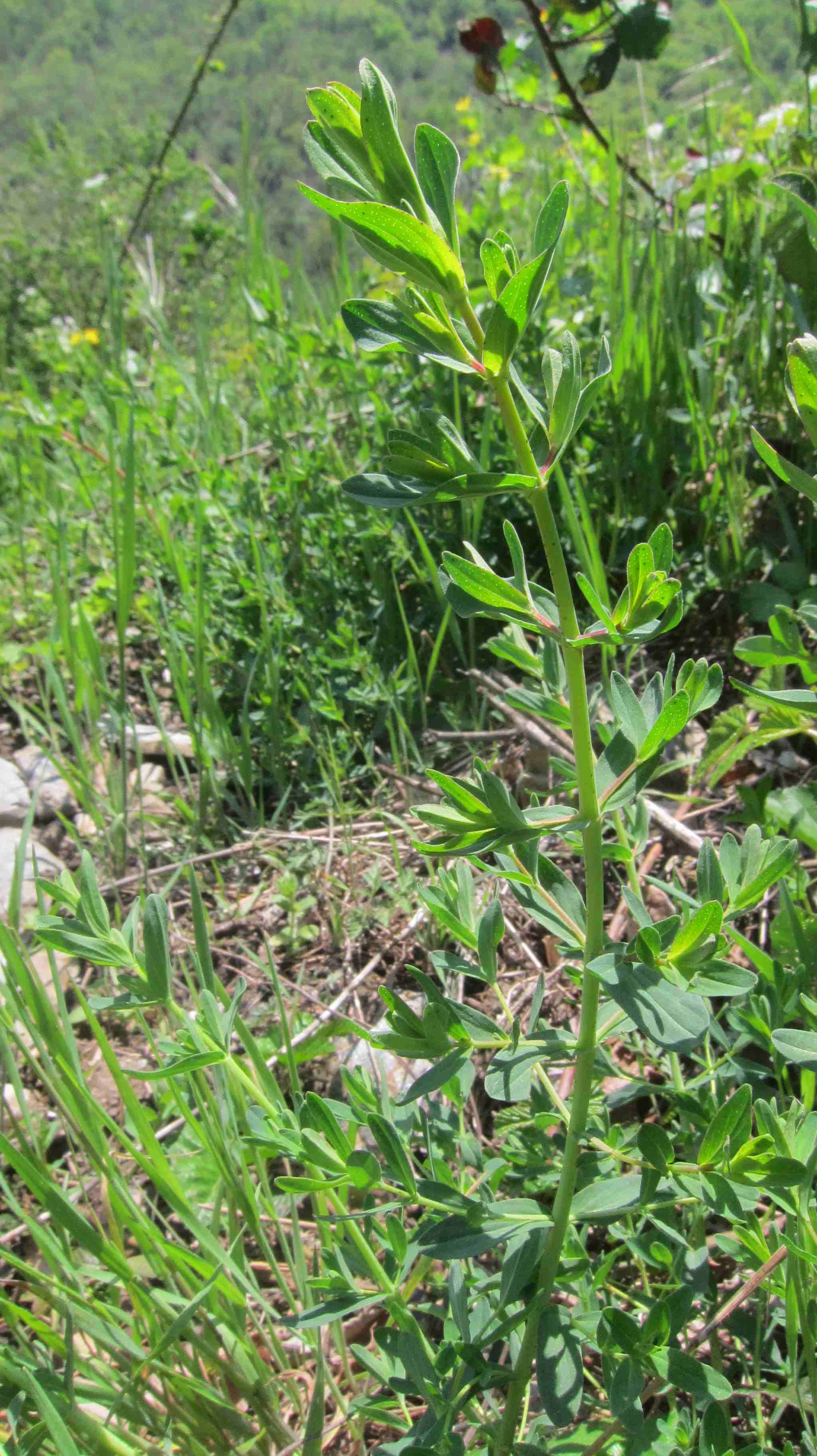 Annexe Hypericum perforatum port.JPG