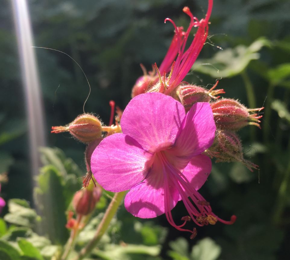 Annexe Vue fleur face.JPG