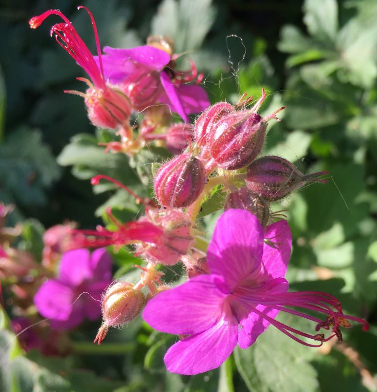 Annexe Vue fleur oblique.JPG