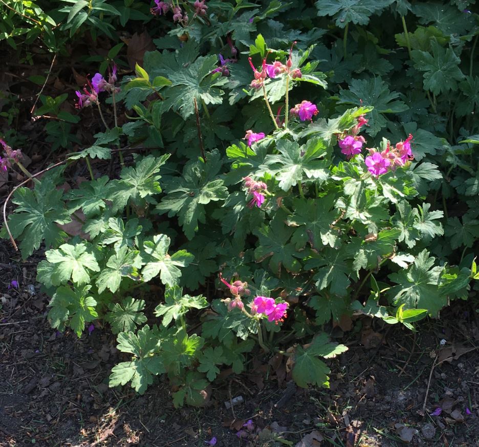 Annexe Vue générale.JPG