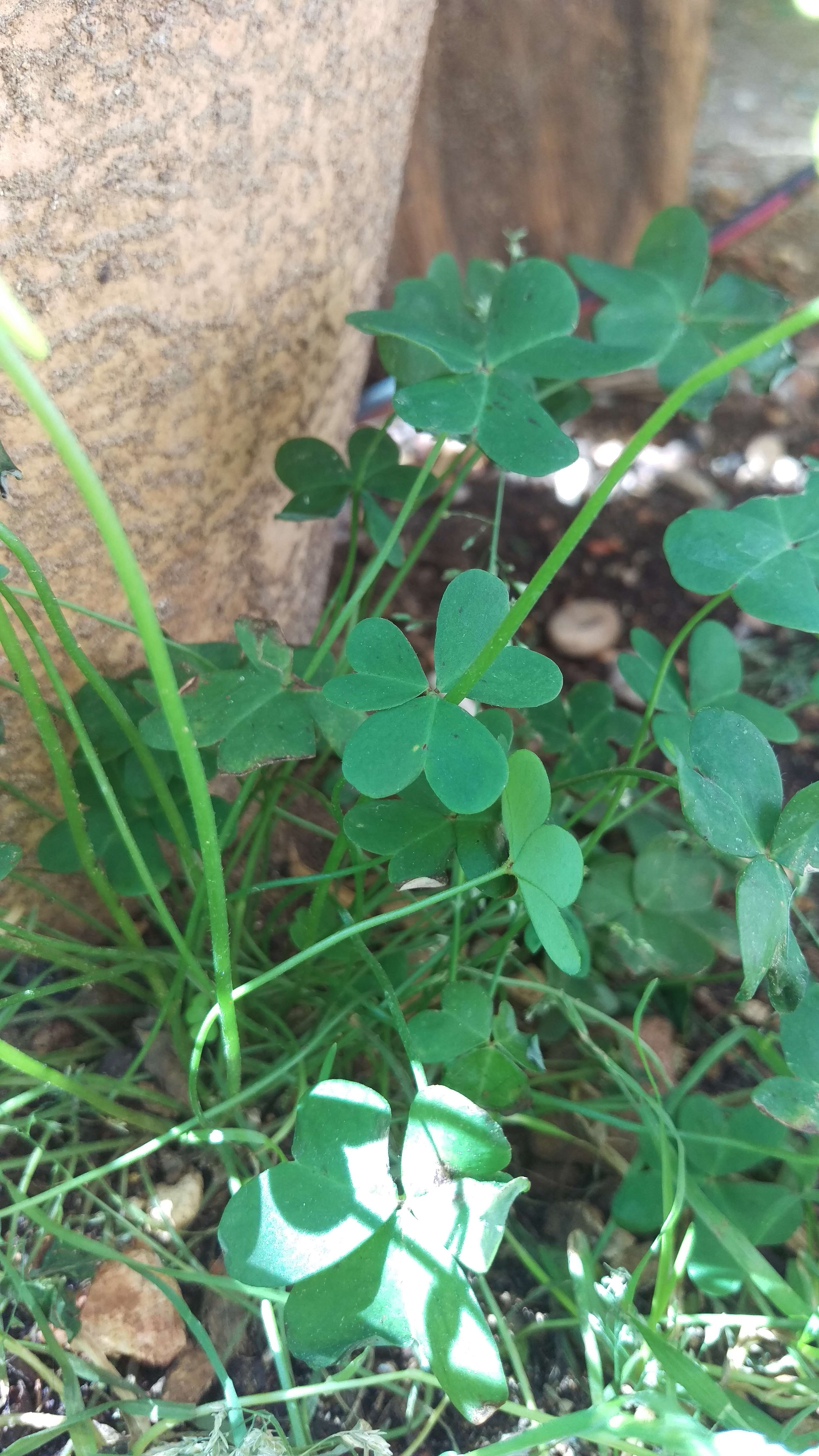 Annexe IMAG4108bis.jpg