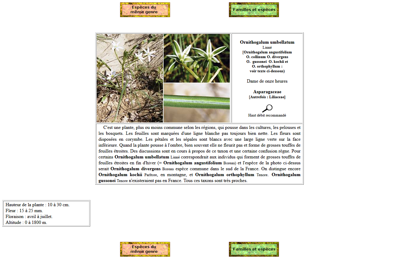 Annexe Screenshot-2018-5-7 Ornithogalum umbellatum.png