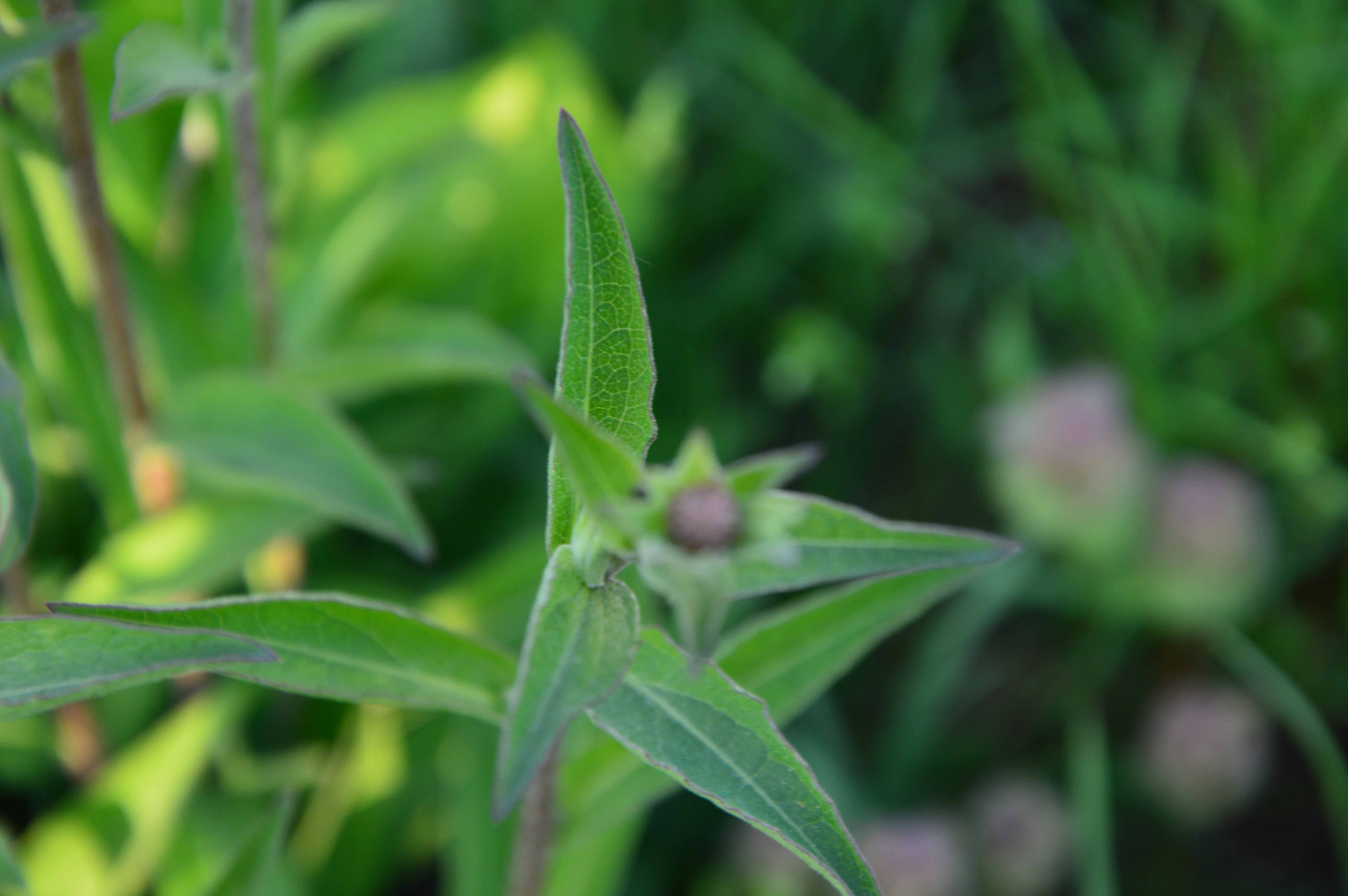 Annexe DSC_0356 copie.jpg