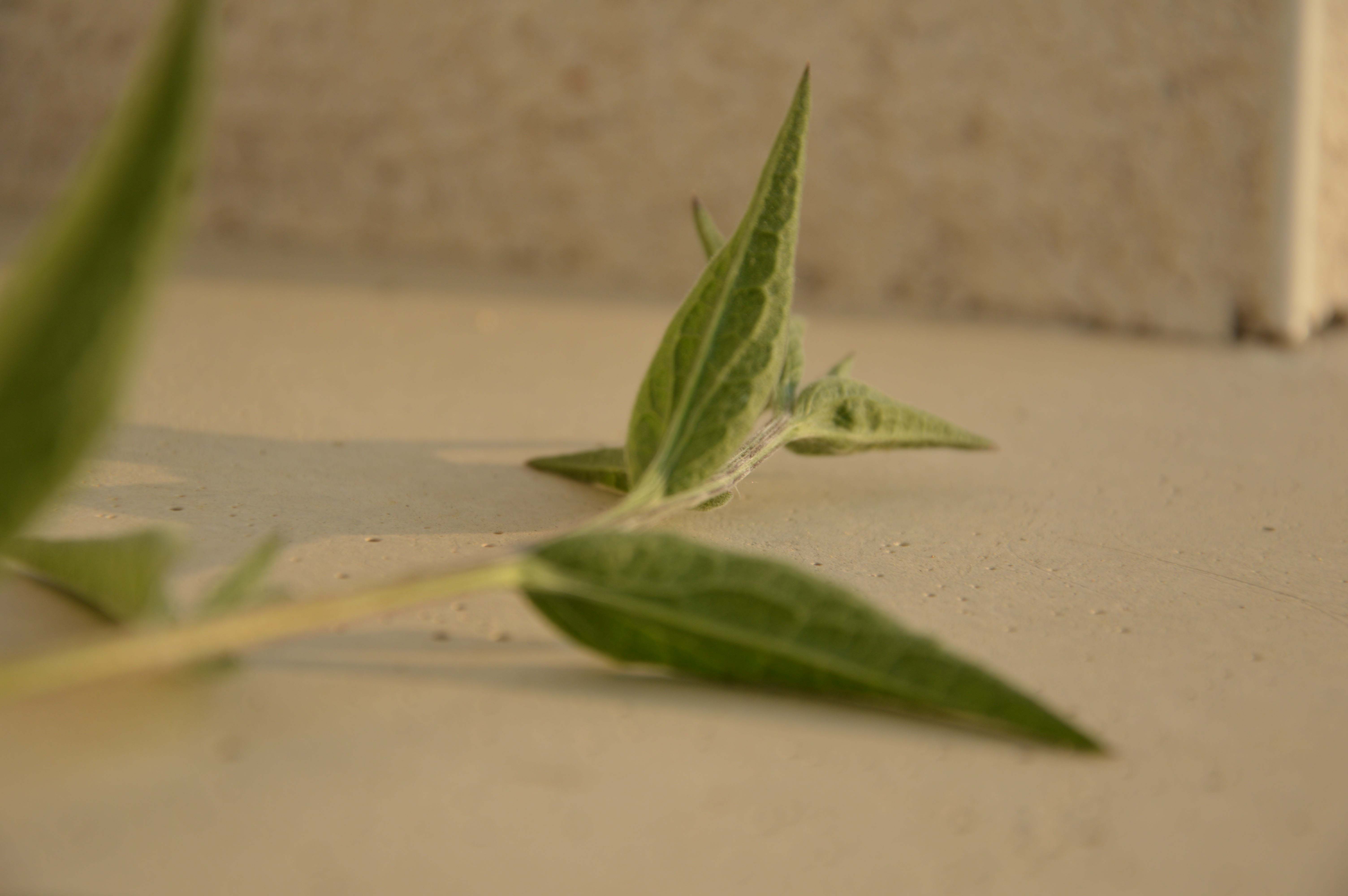 Annexe DSC_0368 copie.jpg