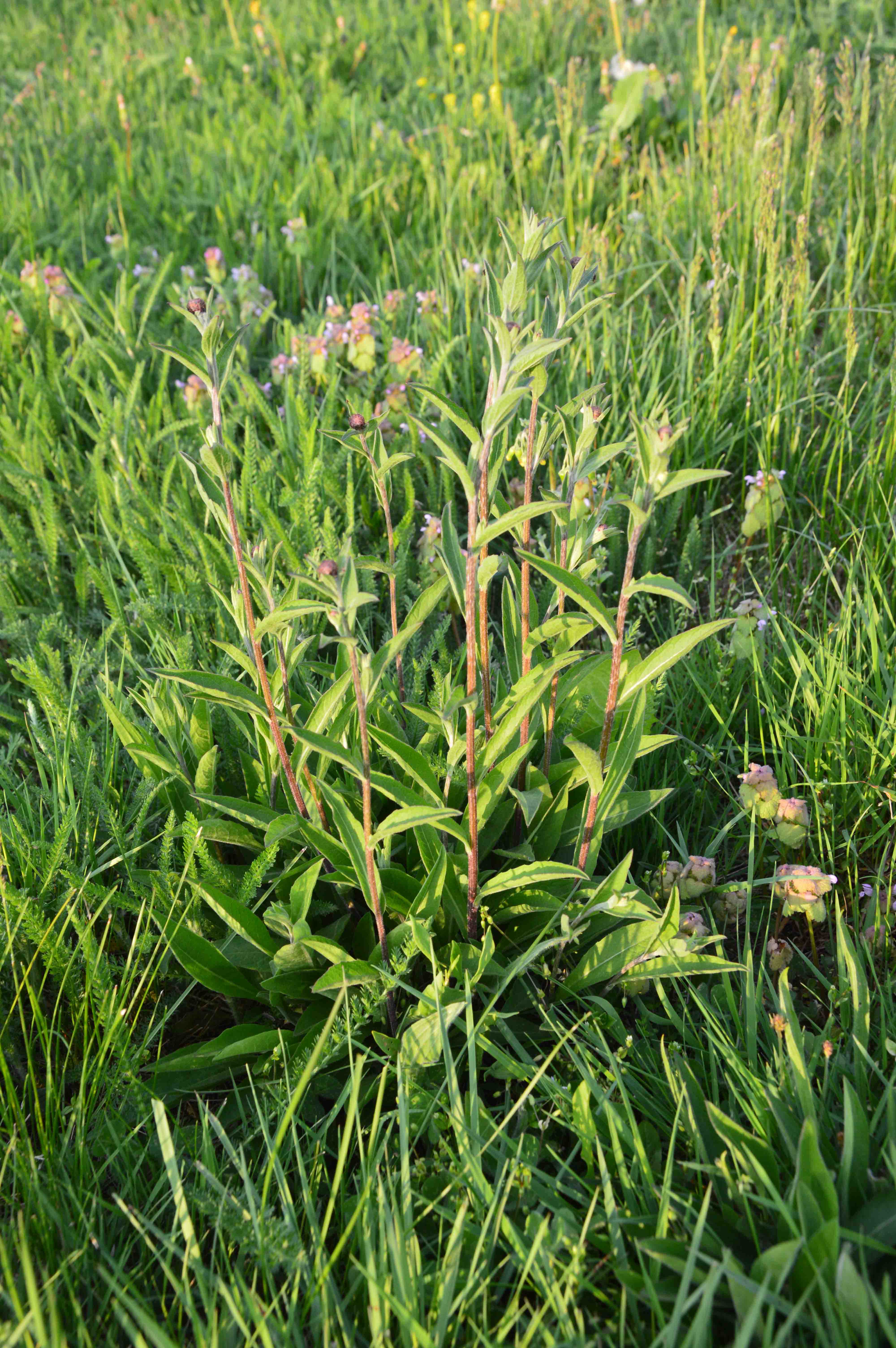 Annexe Geirnaert Clément.jpg