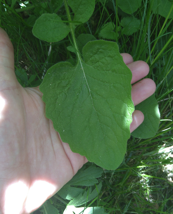 Annexe Capture du 2018-05-07 13-05-25.png