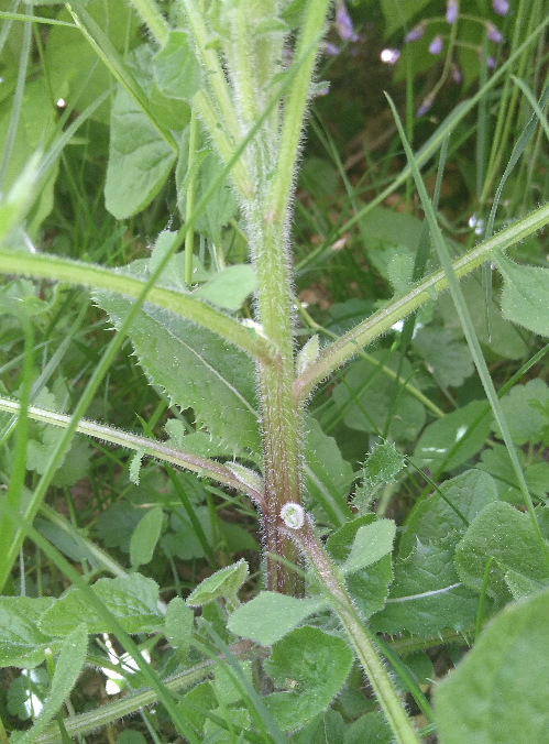 Annexe Capture du 2018-05-07 13-05-42.png