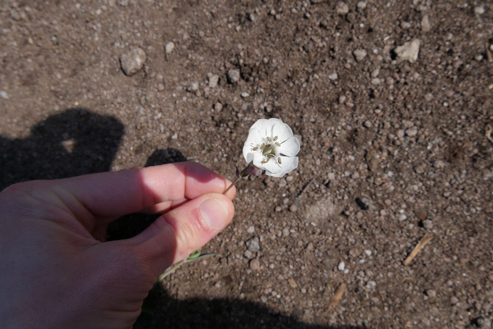 Annexe Fleur Silene enflee.jpg