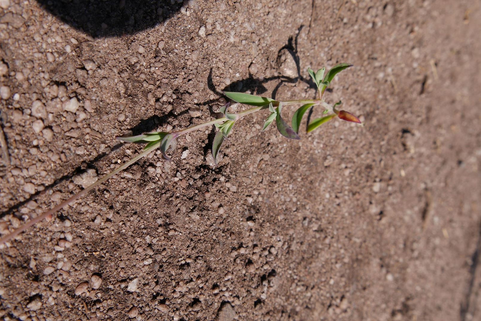 Annexe FEUILLES Siene enflé.jpg