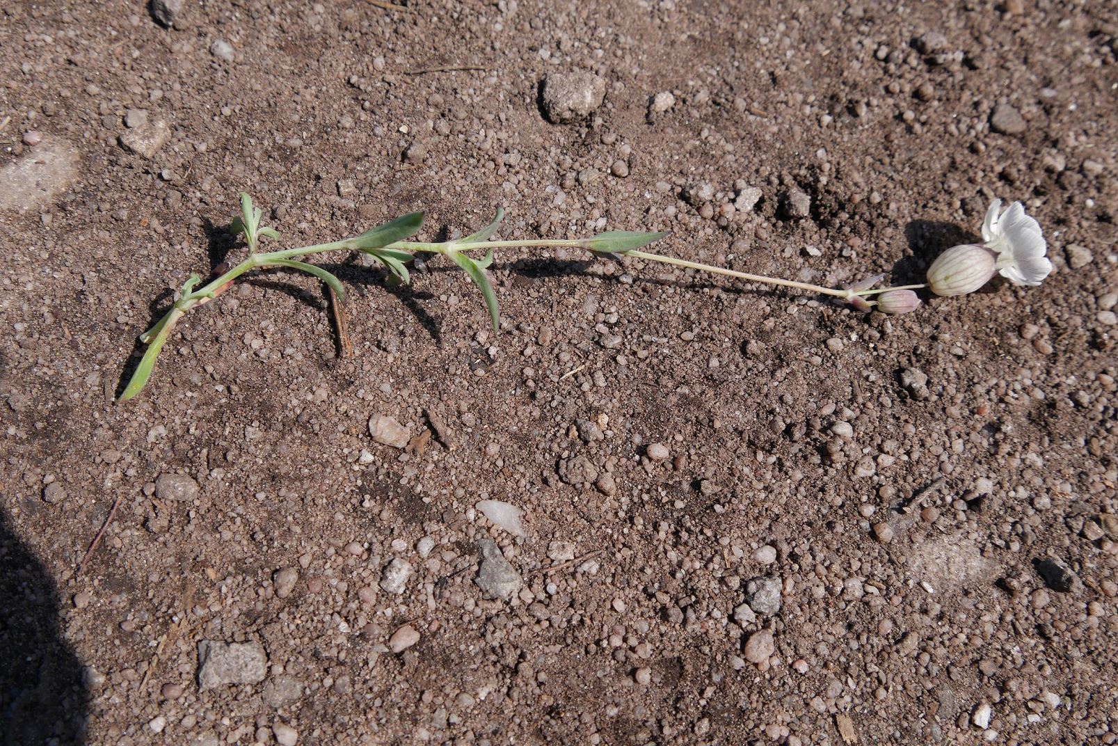 Annexe SILENE ENFLEE.jpg