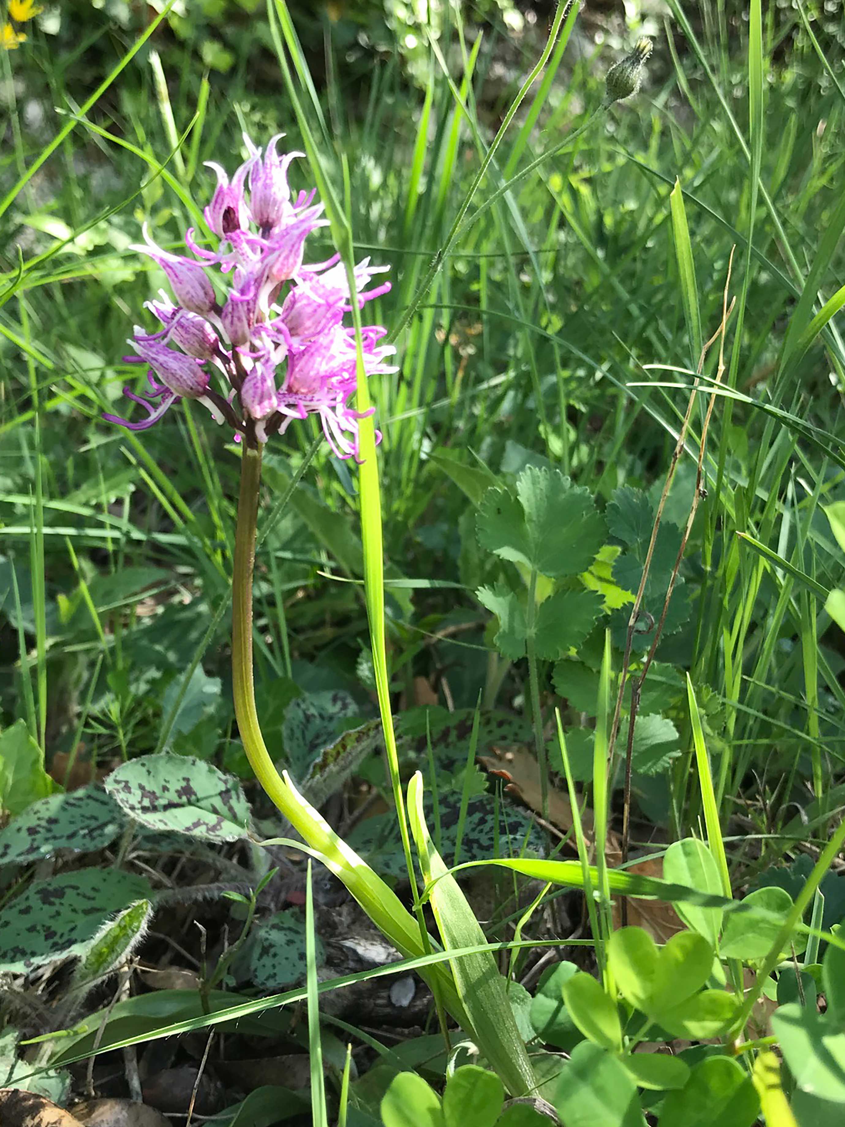 Annexe Orchidee1.jpg