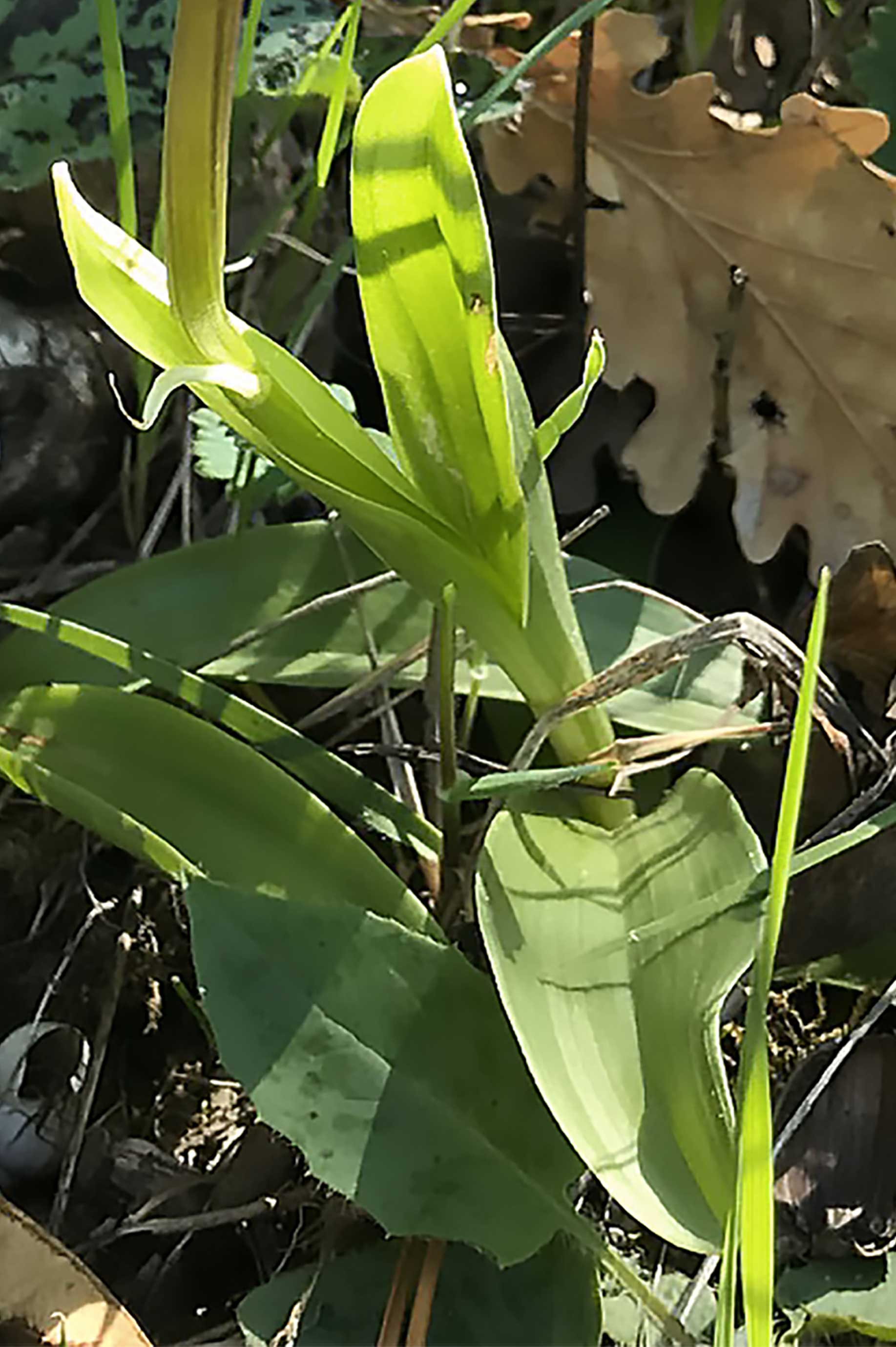 Annexe Orchidee3.jpg