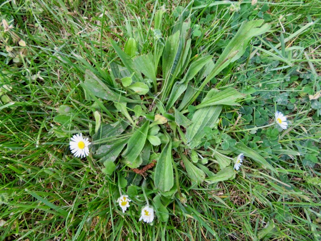 Annexe IMG_6899.jpeg