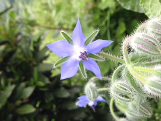 Annexe Fleur de bourrache.JPG