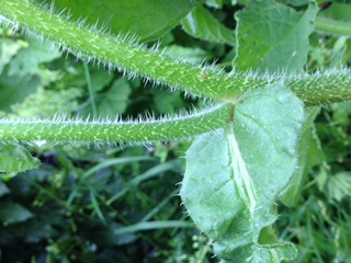 Annexe tige velue et insertion dune feuille de bourrache.JPG