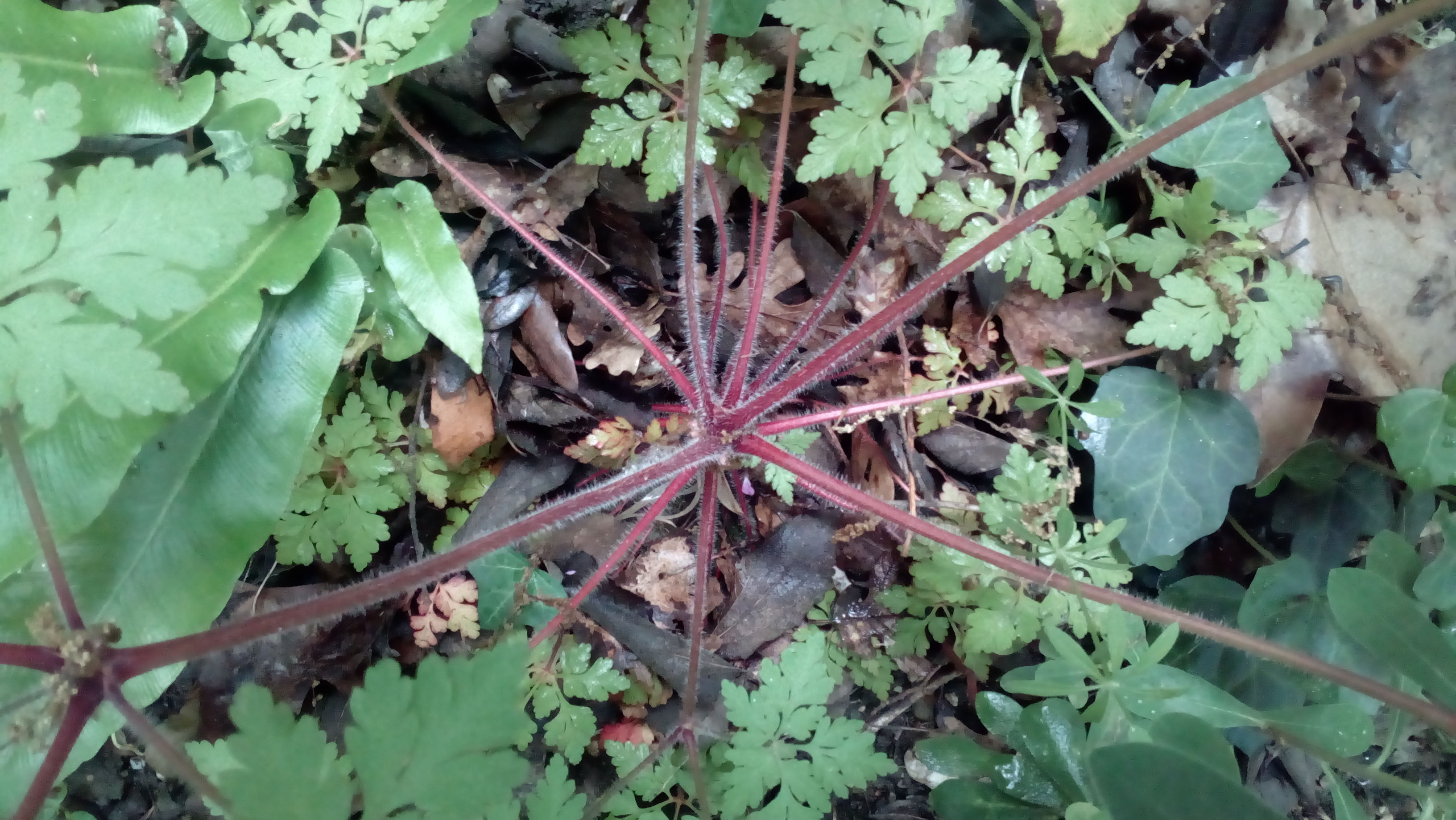 Annexe IMG_20180508_172022.jpg