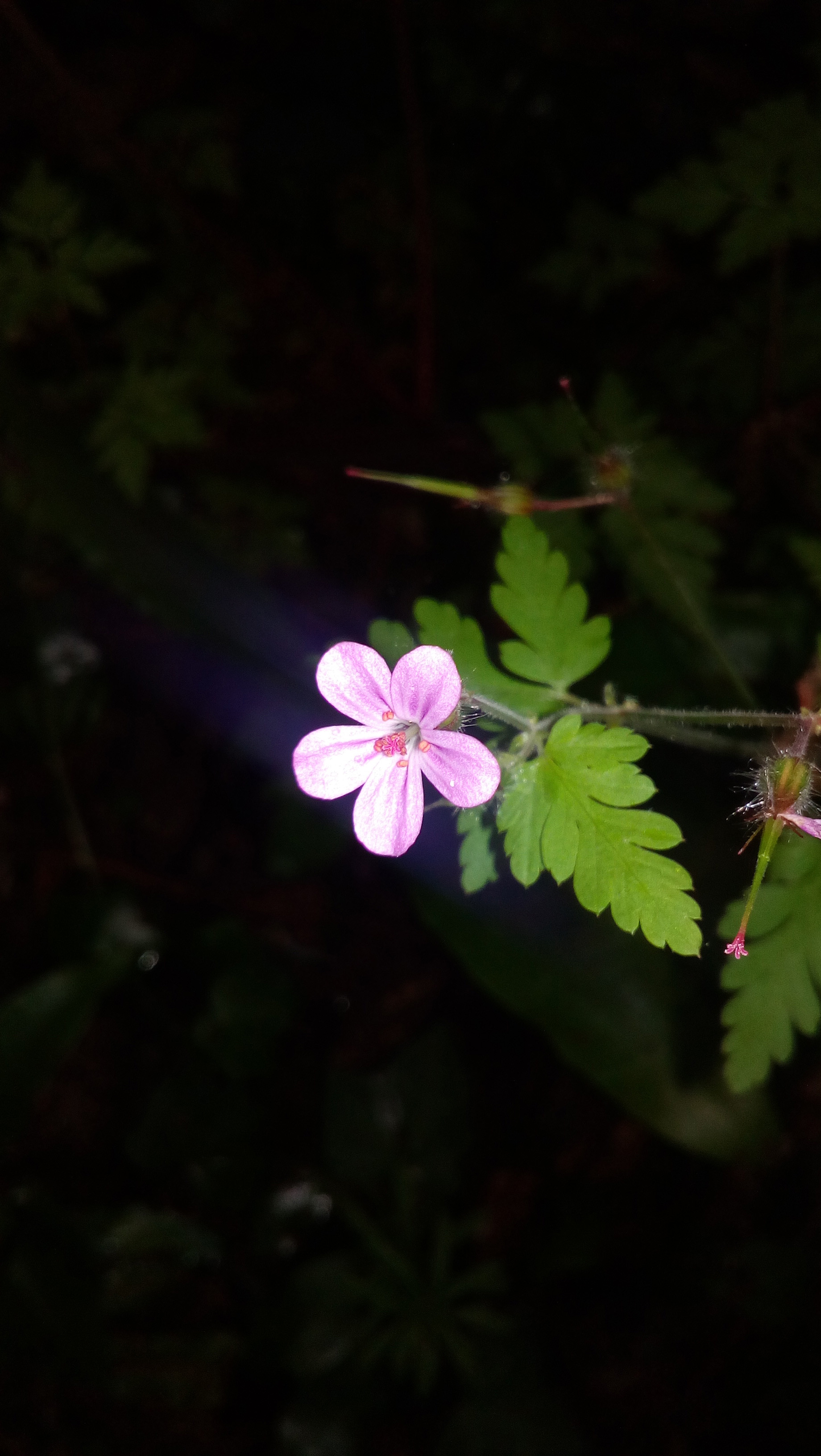 Annexe IMG_20180508_172130.jpg