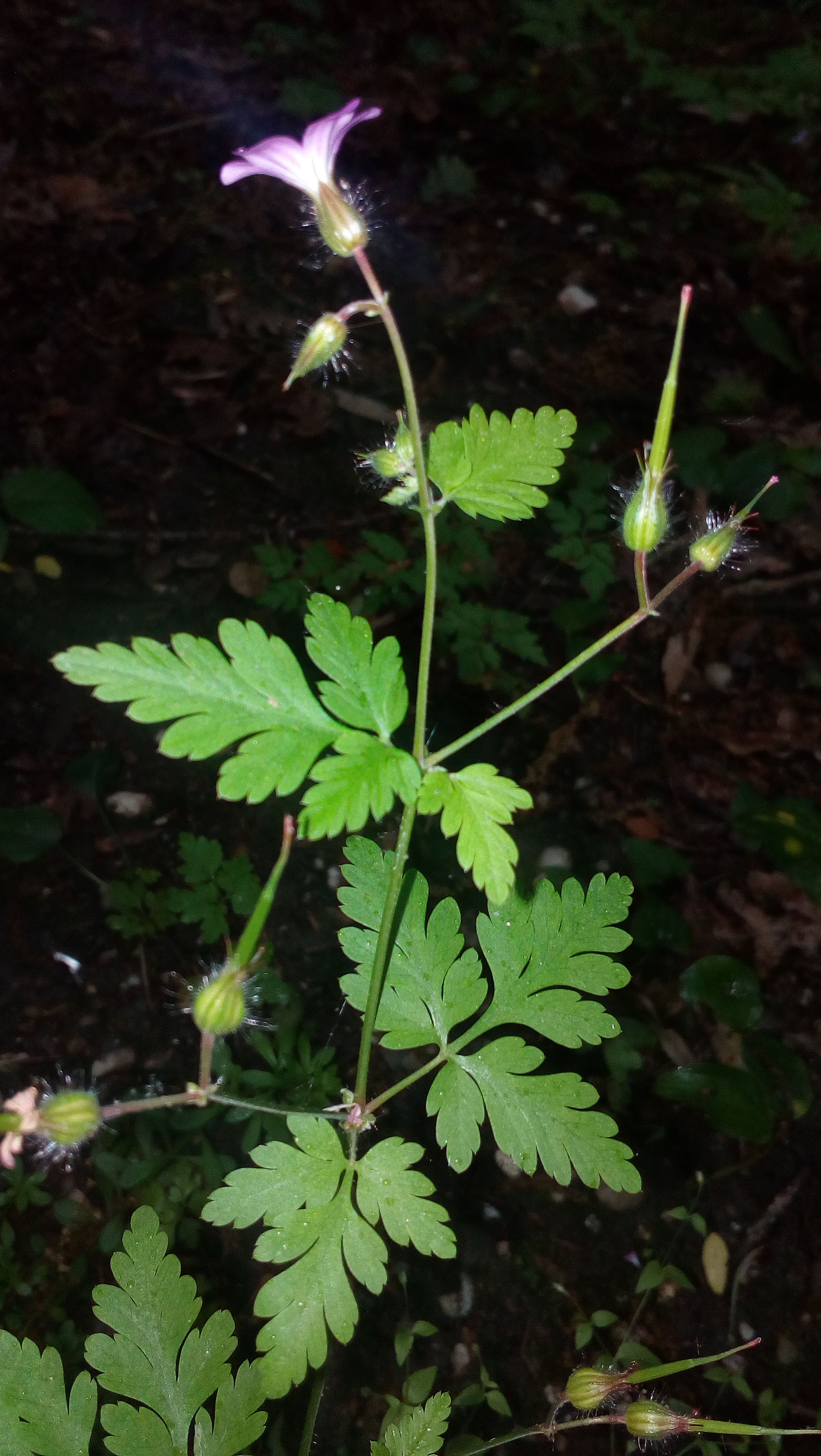 Annexe IMG_20180508_172228.jpg