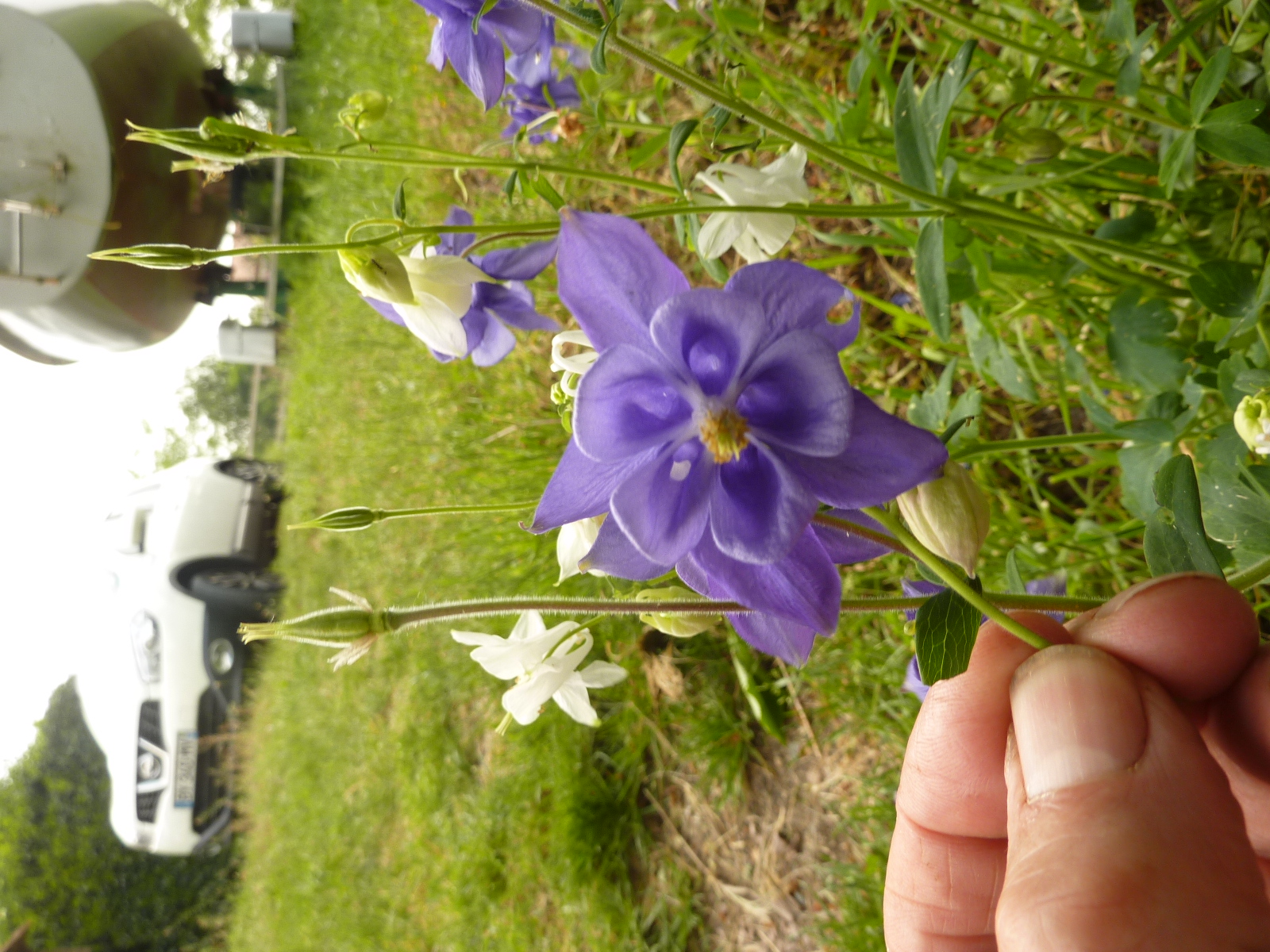 Annexe plante 2 (1).JPG