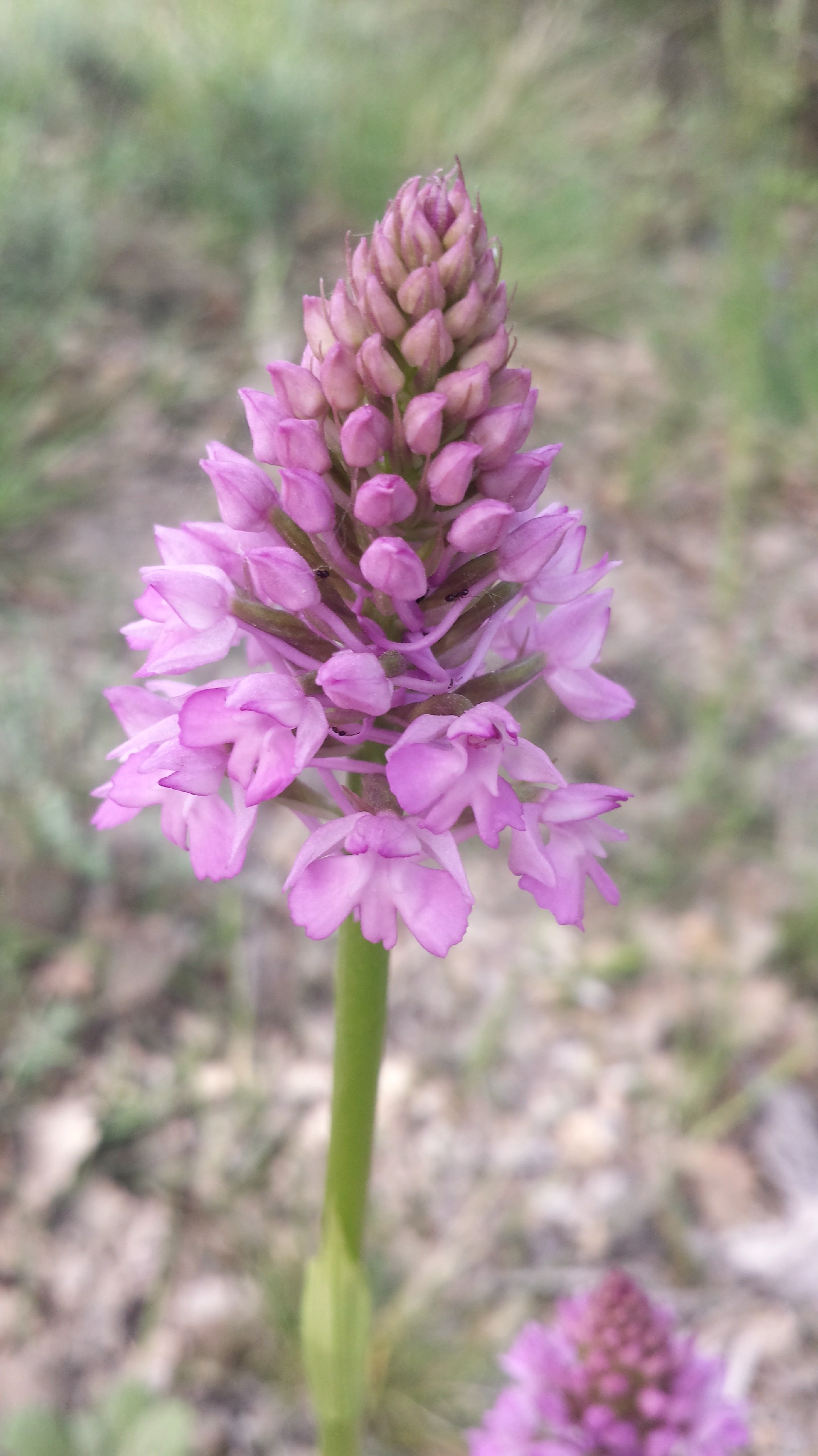 Annexe 20150513_100941_Richtone(HDR).jpg