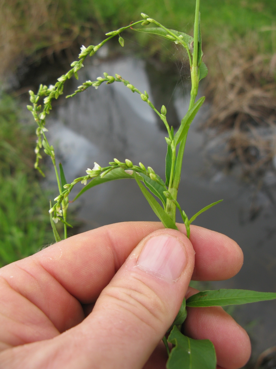 Annexe Persicaria hydropiper inflorescence.jpg