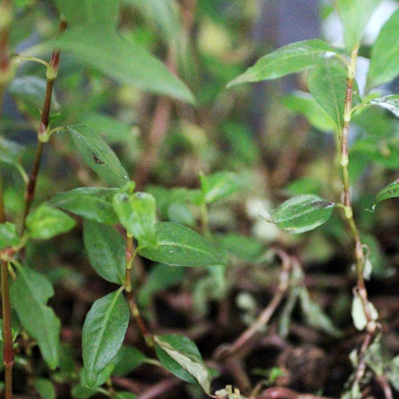 Annexe persicaria hydropiper feuilles base de la plante .jpg