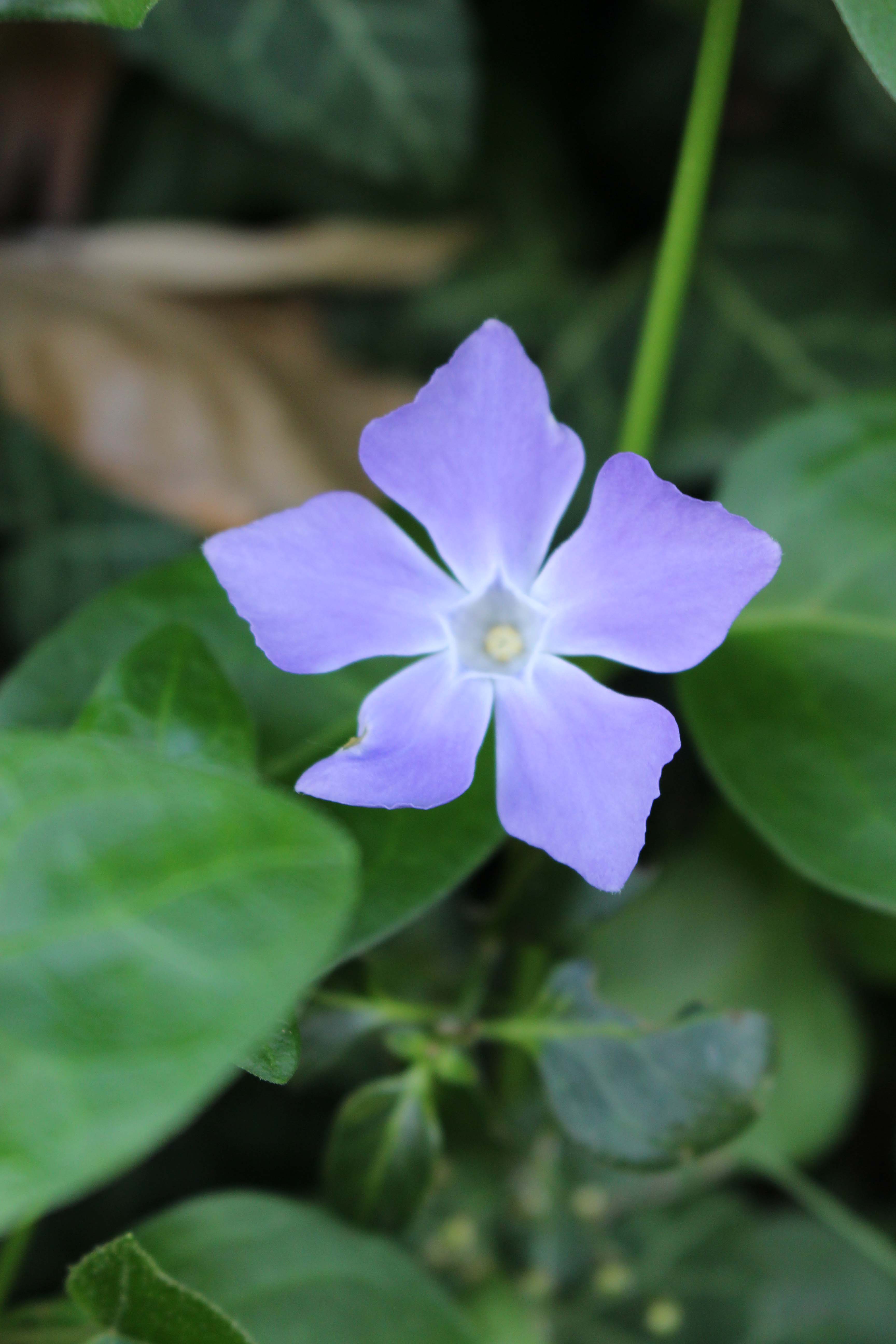 Annexe Pervanche vue fleur.JPG