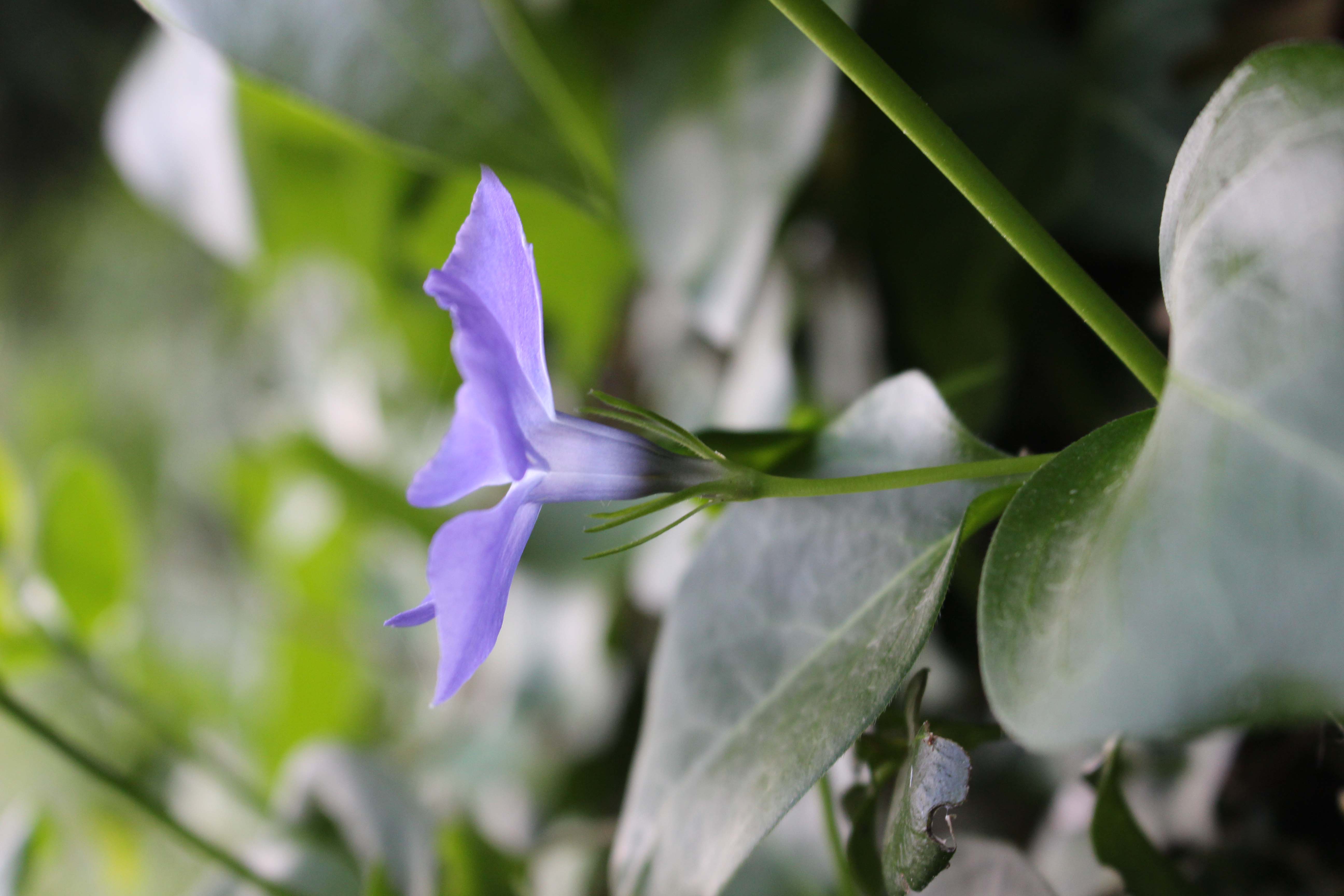 Annexe Vue fleur de profil.JPG