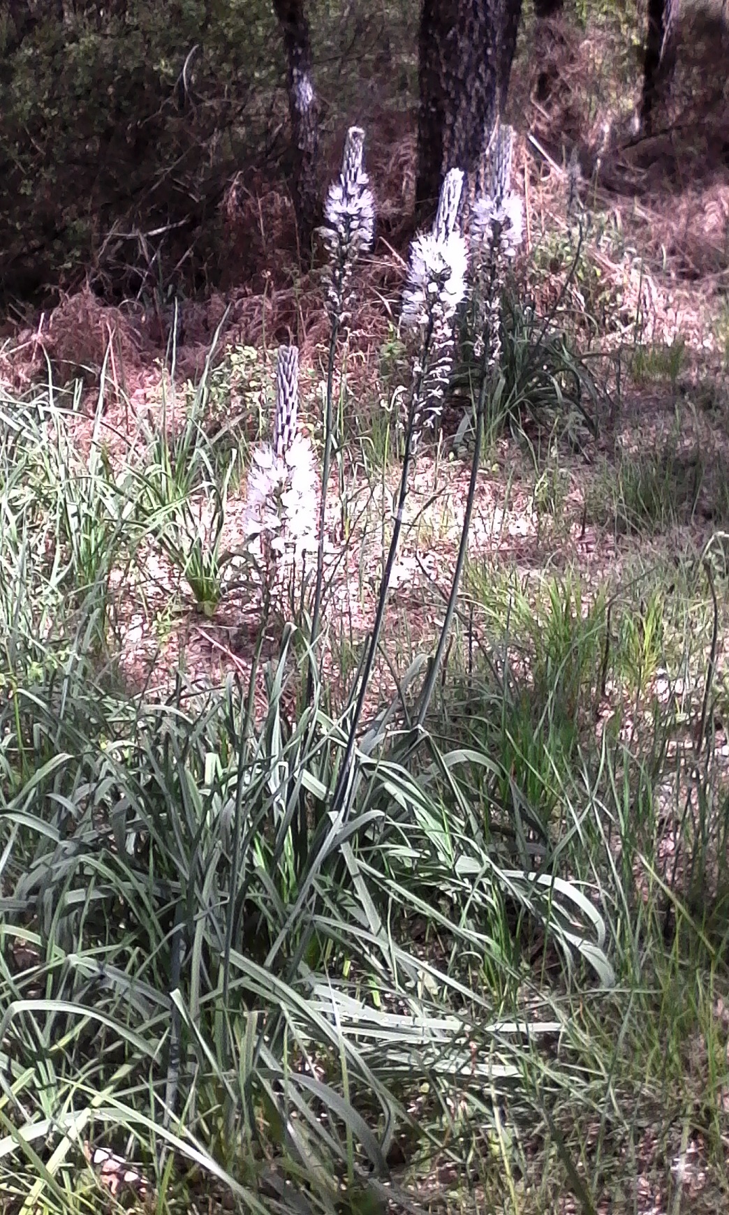 Annexe Asphodèle-Ensemble.jpg