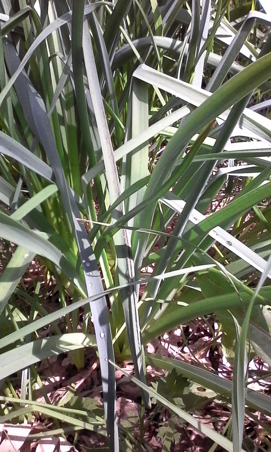 Annexe Asphodèle-Feuilles.jpg