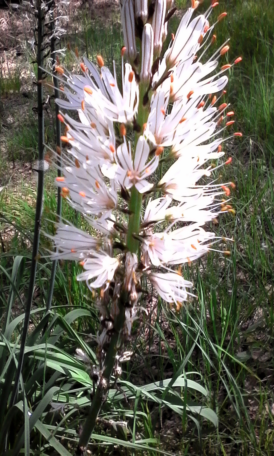 Annexe Asphodèle-Fleurs.jpg