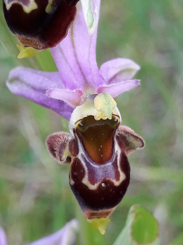 Annexe 20180510_201230a.jpg