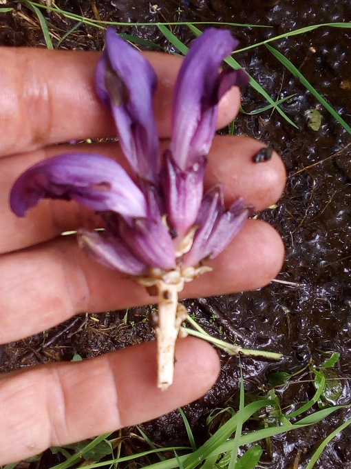 Annexe La Clandestine (2).jpg