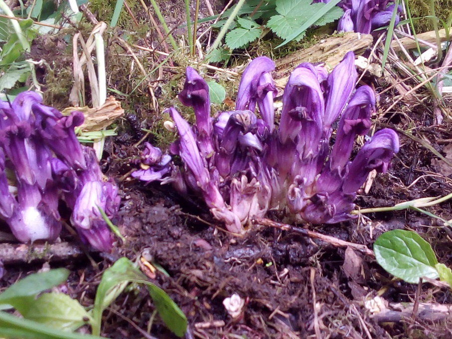 Annexe La Clandestine (4).jpg