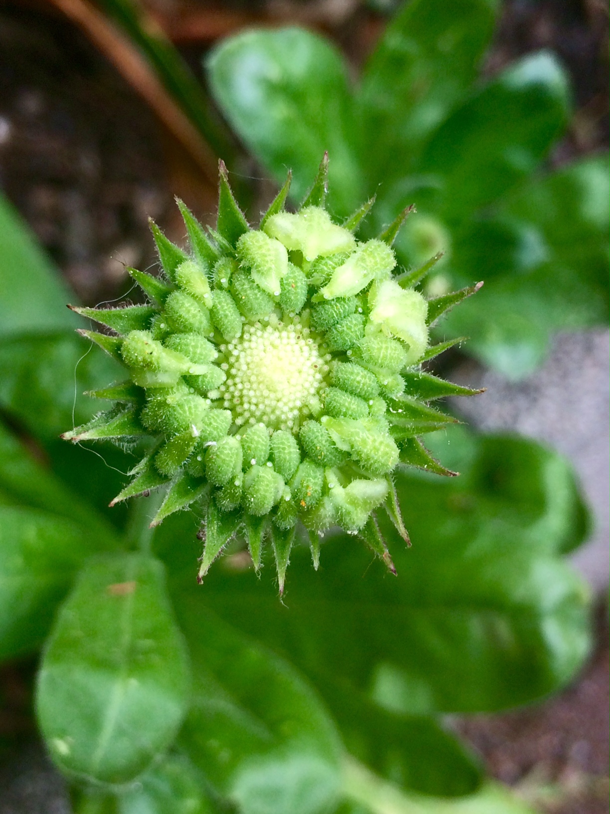 Annexe FullSizeRender-7.jpg