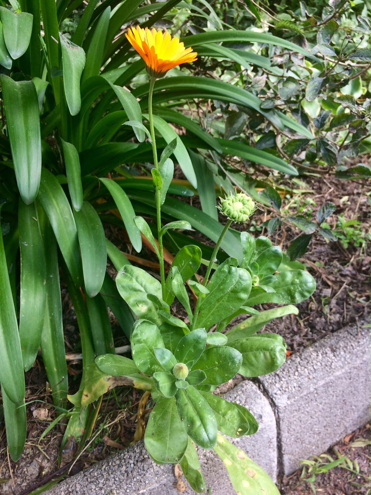 Annexe FullSizeRender.jpg