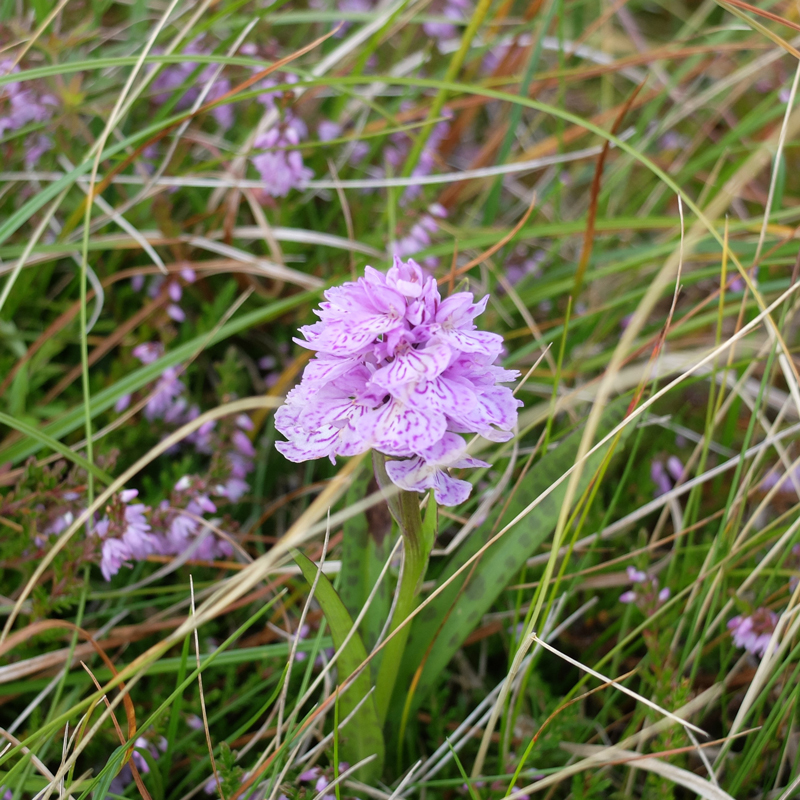 Annexe DSCF6874-web.jpg