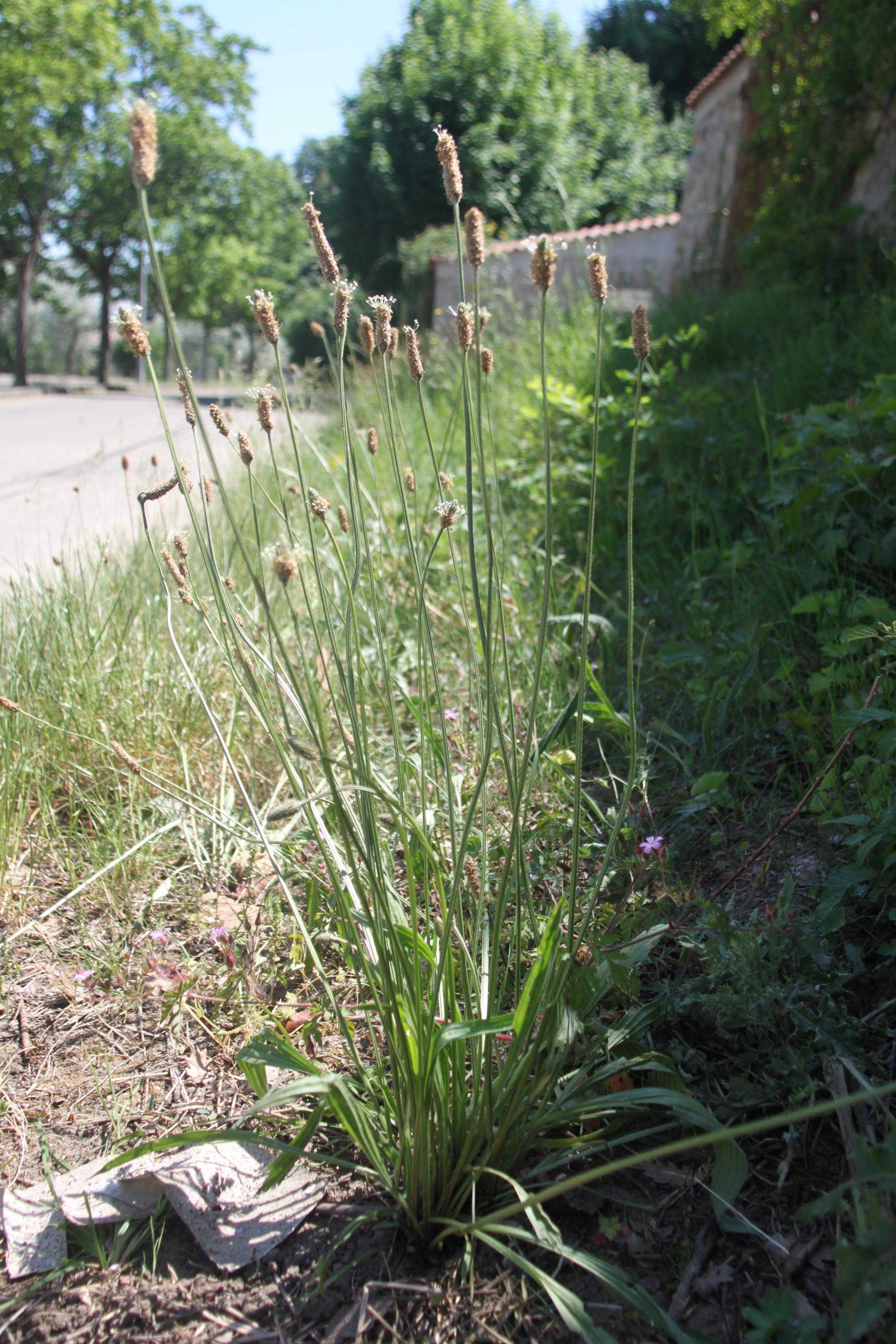 Annexe plantain1.jpg