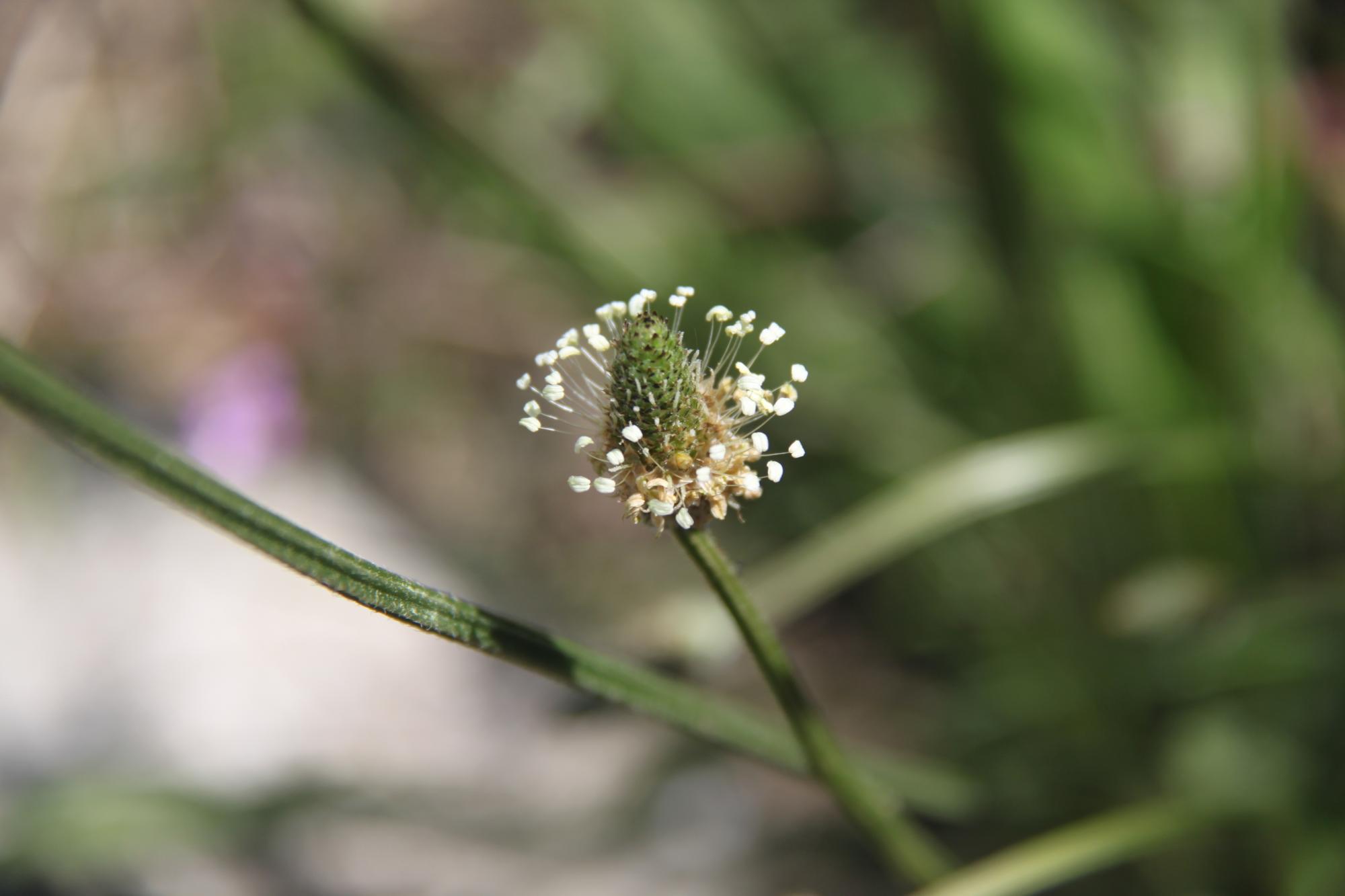 Annexe plantain2.jpg