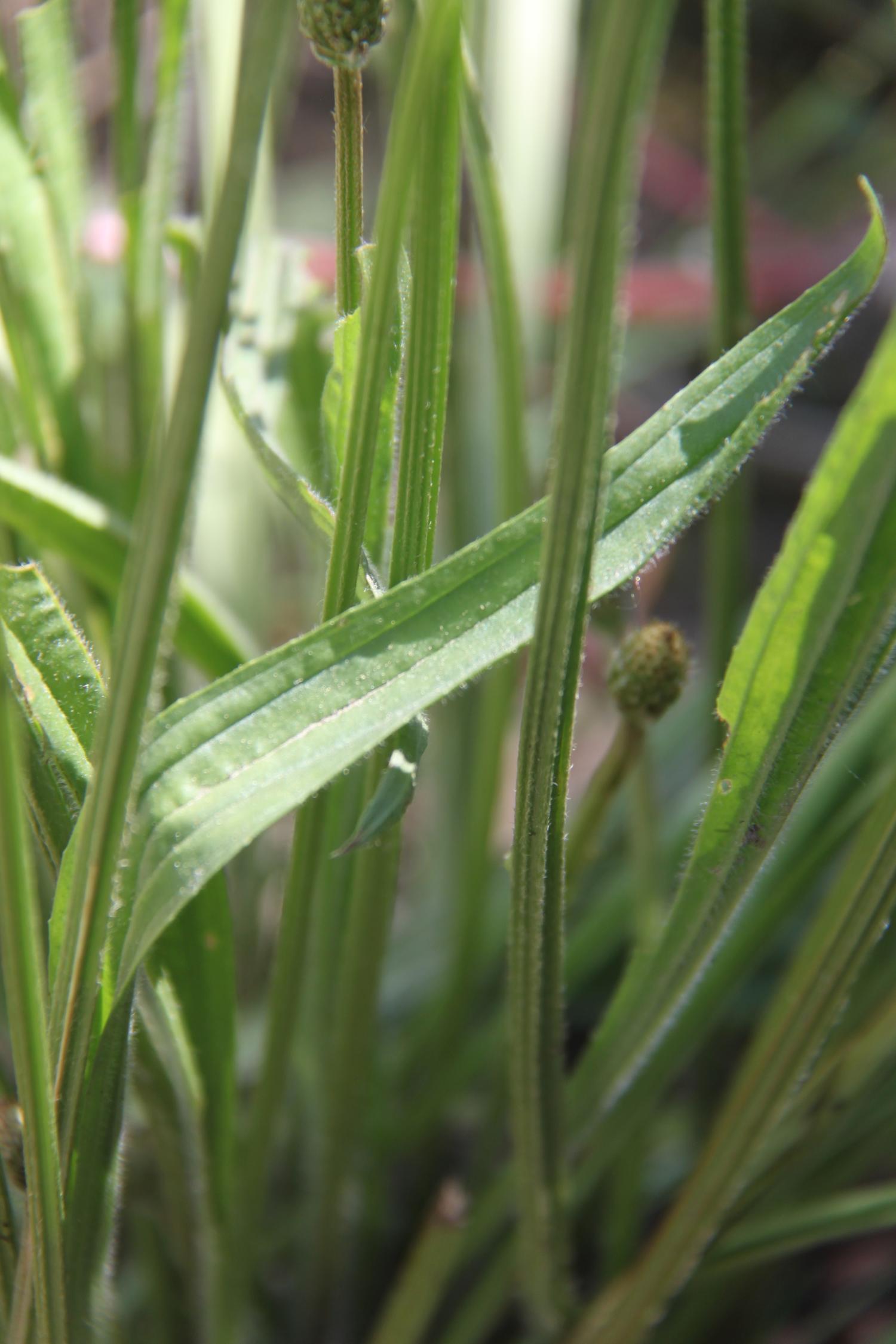 Annexe plantain3.jpg