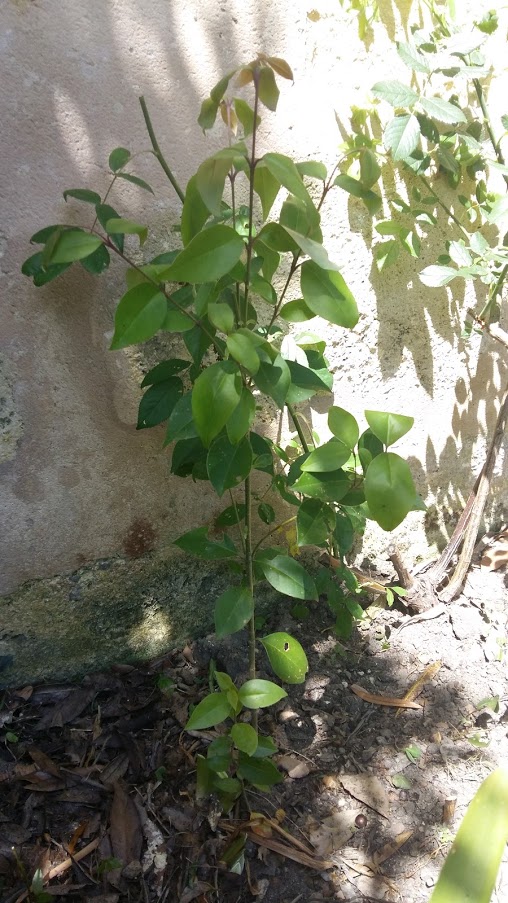 Annexe paparazzi plantes  arbre inconnu.jpg