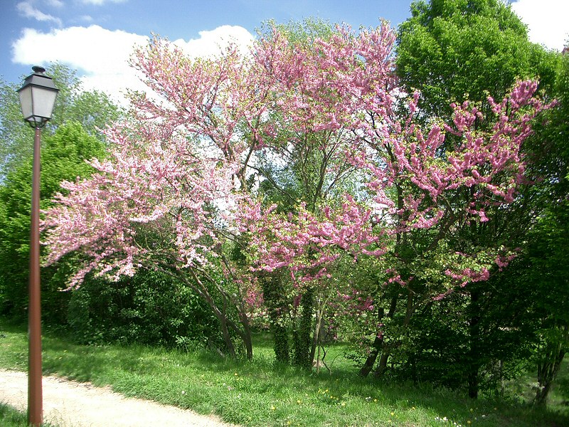 Annexe arbredejudee1.jpg