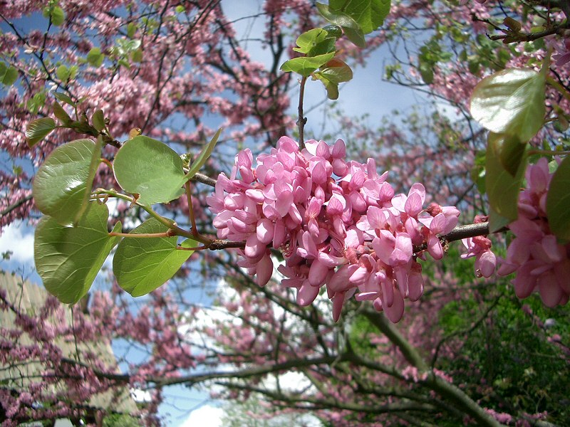 Annexe arbredejudee2.jpg