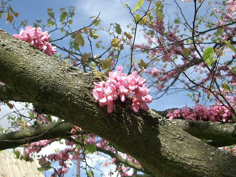 Annexe arbredejudee3.jpg