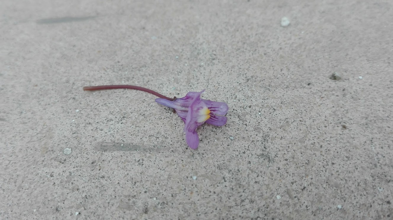 Annexe ruine de Rome 1.jpg