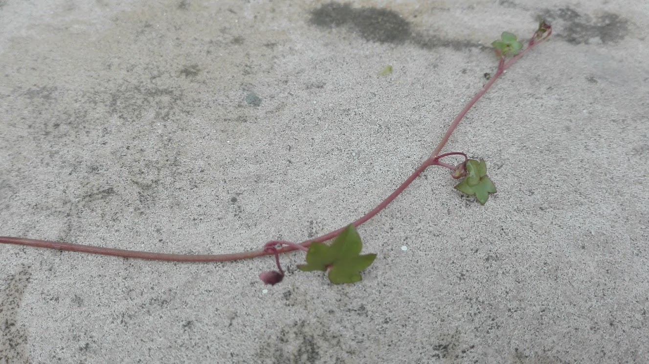 Annexe ruine de Rome 3.jpg