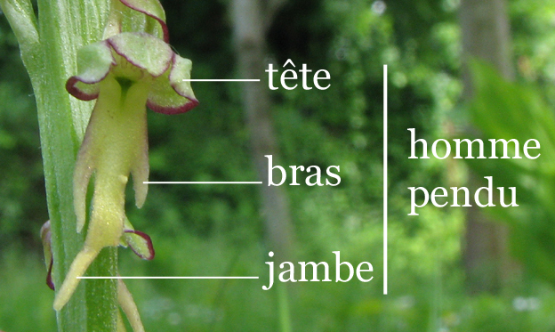 Annexe annote_recadre.jpg