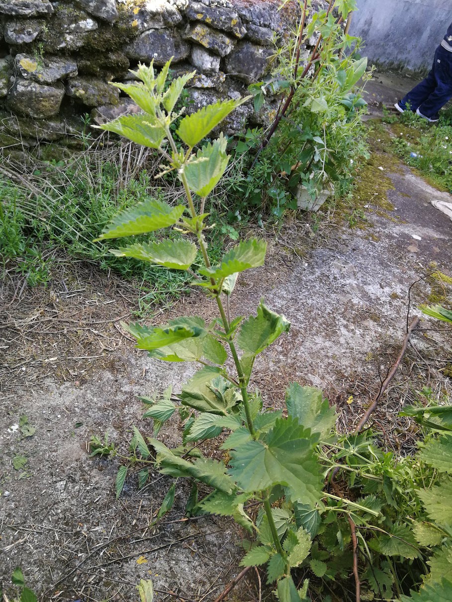 Annexe IMG_20180511_181540.jpg