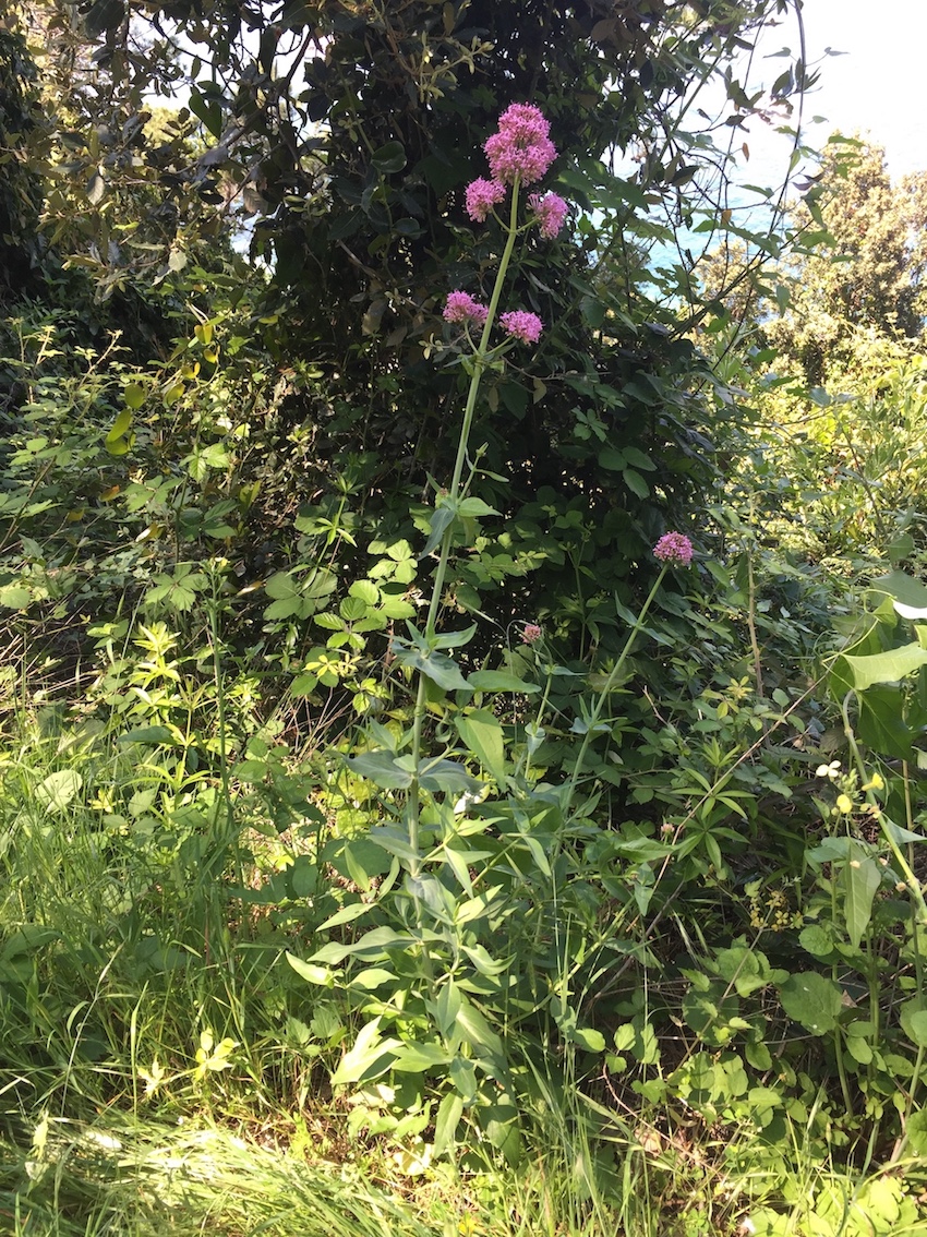 Annexe IMG_2142 - copie.jpg